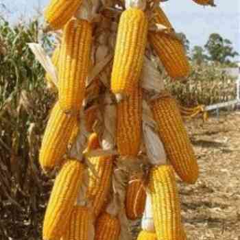 Click para ampliar. Pulsa en el nombre para ver la ficha. Milho-Mijo